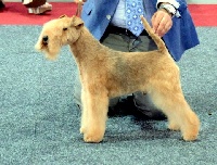 Étalon Lakeland Terrier - CH. Slicey Precious talisman