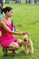 Étalon Lakeland Terrier - CH. Slicey Whiskey in the jar