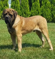 Étalon Mastiff - danube titans Simba