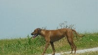 Étalon Rhodesian Ridgeback - Nakima messepierre