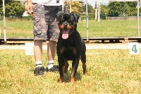 Étalon Rottweiler - Marlove Sovereign Breed