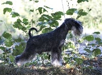 Étalon Schnauzer miniature - amori marti Kipling