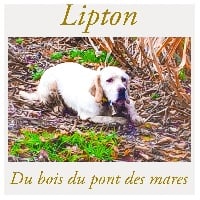 Étalon Setter Anglais - Lipton Du Bois Du Pont Des Mares