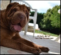 Étalon Shar Pei - Michoko marvel Des Cinq Fantastiques