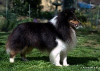 Étalon Shetland Sheepdog - Quite bright (liam) from shamrock river