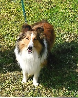 Étalon Shetland Sheepdog - Nadyr des Jardins de Becky