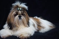 Étalon Shih Tzu - One beauty du Golden Palace