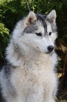 Étalon Siberian Husky - New princess Of cold winter nights