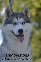 Étalon Siberian Husky - hyperborea tantum Evolution