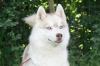 Étalon Siberian Husky - CH. seadream's Borealis express,wd