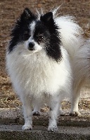 Étalon Spitz allemand - Lady tovero Des muses du haut forez