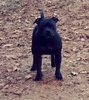 Étalon Staffordshire Bull Terrier - Liana (Sans Affixe)