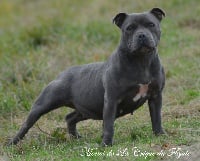 Étalon Staffordshire Bull Terrier - Monoi blue De la crique du Flojule