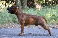 Étalon Staffordshire Bull Terrier - Nas Des Montagnes Du Kurdistan