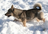 Étalon Spitz des Visigoths - CH. Good girl Des coeurs d'alène