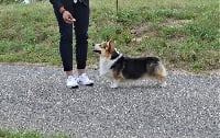 Étalon Welsh Corgi Pembroke - Izbrannik bogov maxbord