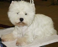 Étalon West Highland White Terrier - CH. Honeymoon de Willycott
