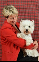 Étalon West Highland White Terrier - Baylee de la dame aux loups