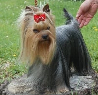 Étalon Yorkshire Terrier - Just for you De la vierge doree