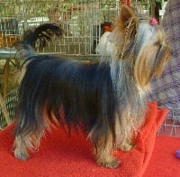 Étalon Yorkshire Terrier - Lyseloth du Mazeroux de la Source Dorée