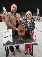 Étalon Yorkshire Terrier - Hunderwood Maestro