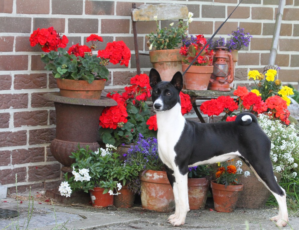 Publication : Out of africa Auteur : daponte