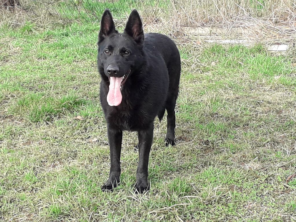 Publication : De La Légende De Chadia 