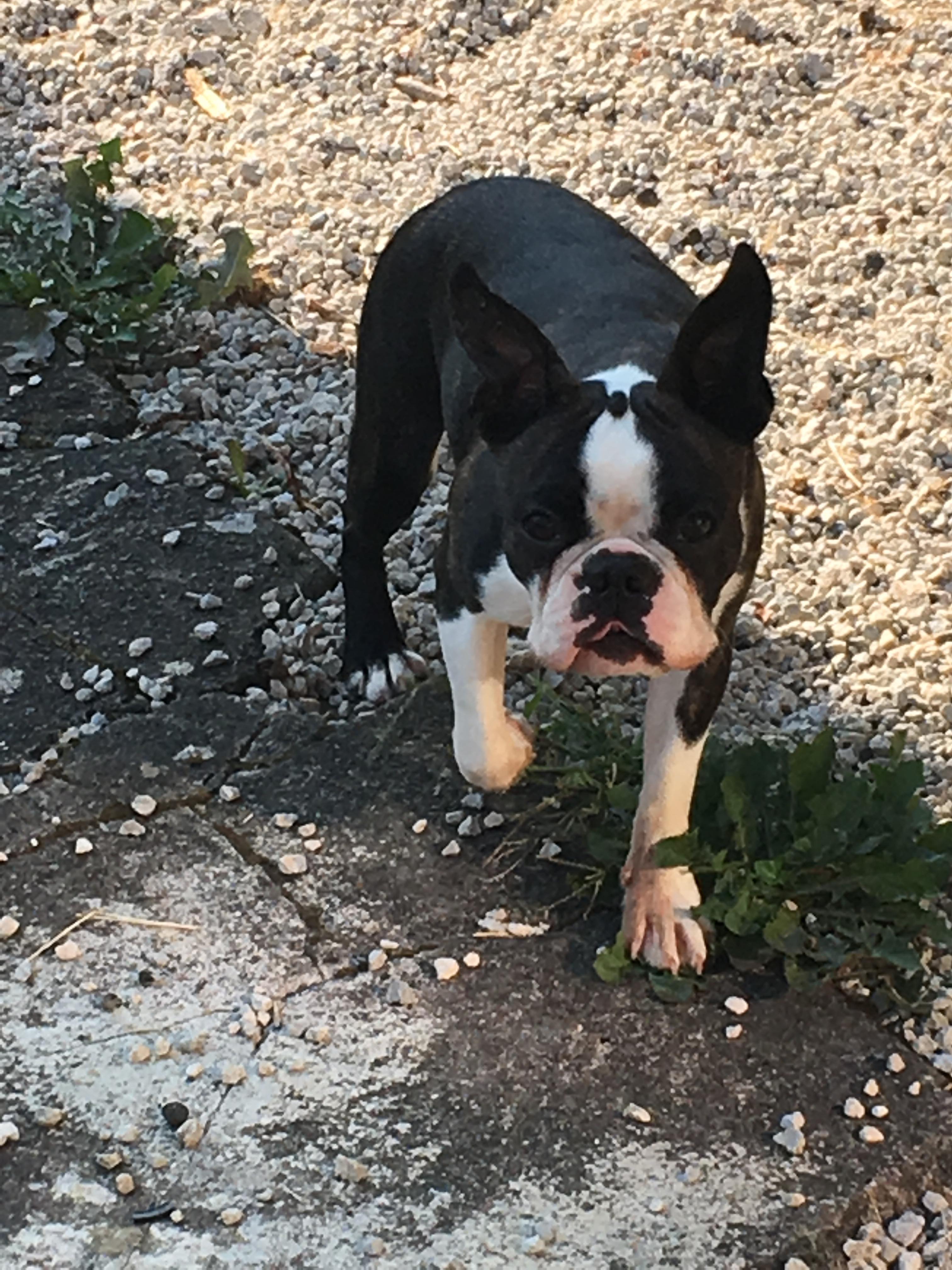 Publication : L'aige de la tournelle Auteur : Adeline JOLY