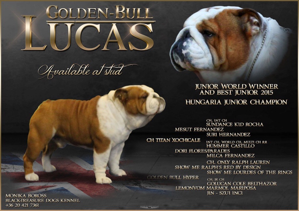 CH. golden - bull Lucas