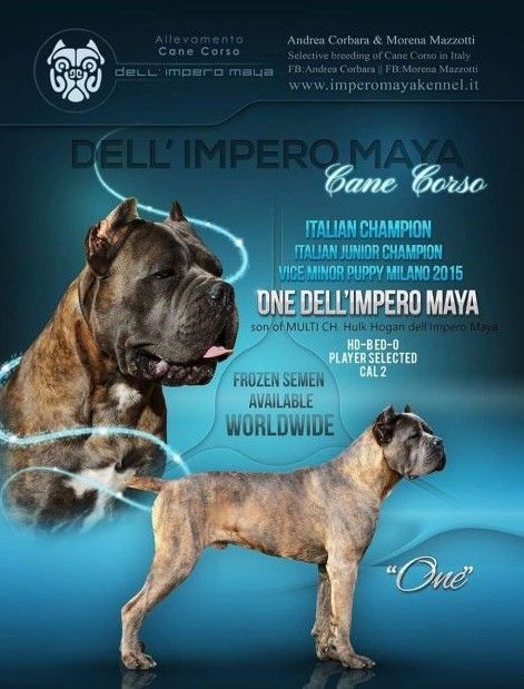 CH. One Dell' Impero Maya