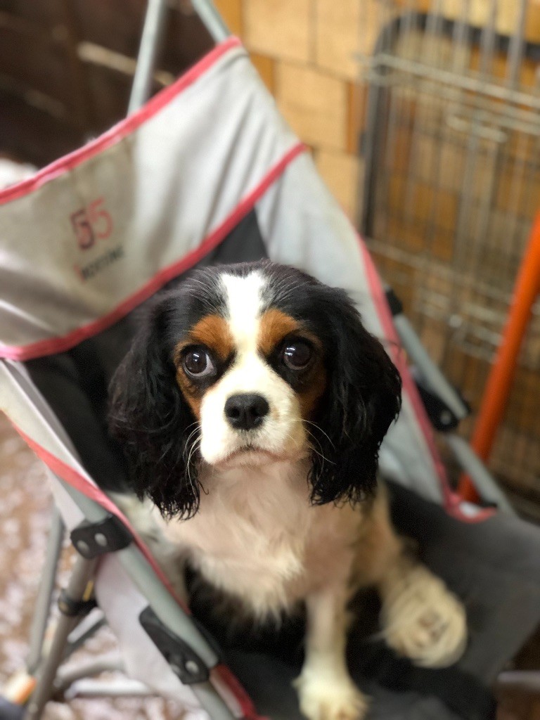 Nina Des Eternels Charmeurs