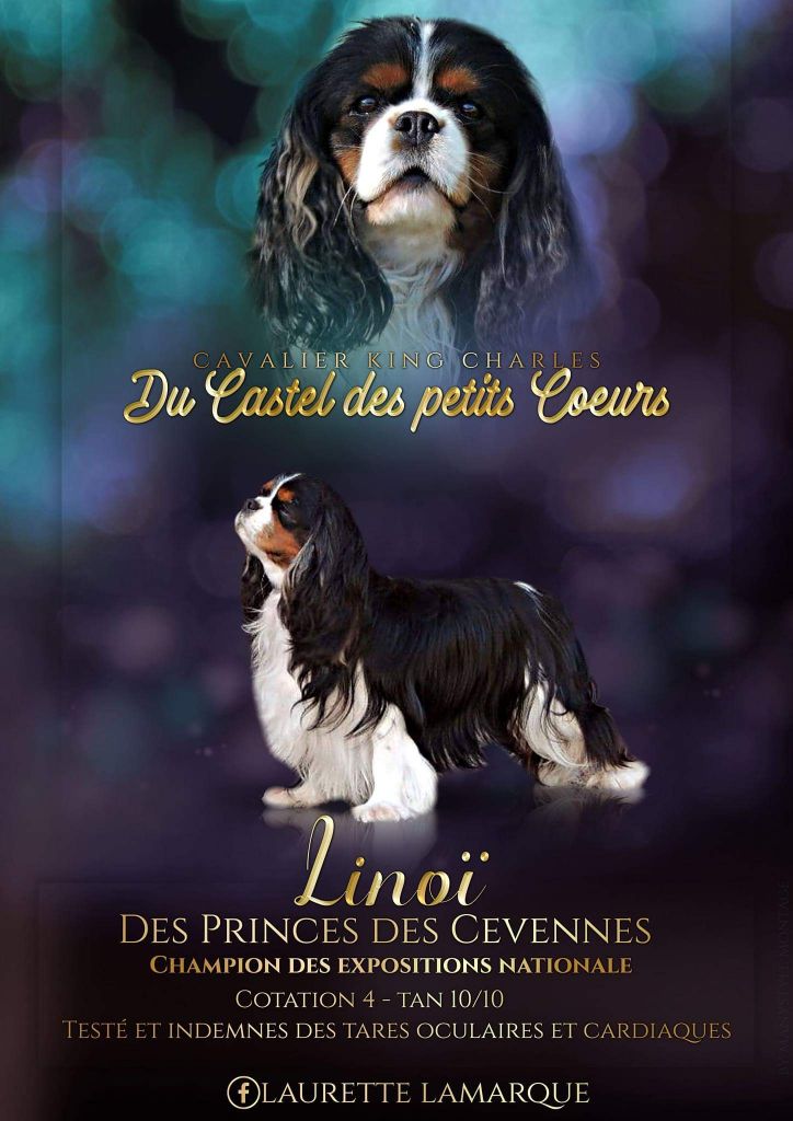 CH. Linoi des princes des Cevennes