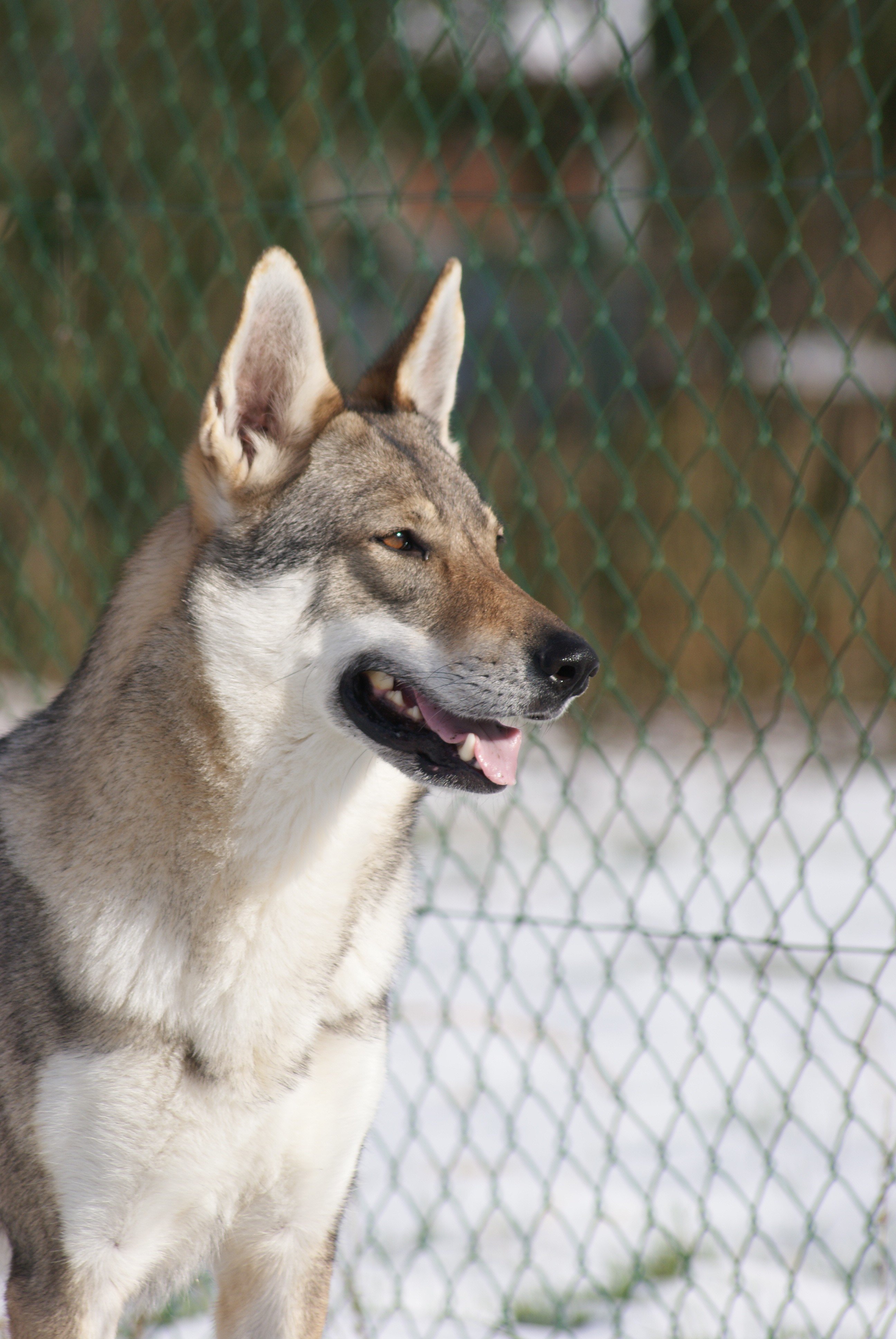 Iria allouw de l'Ame des Loups