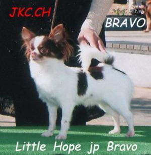 little hope jp Bravo