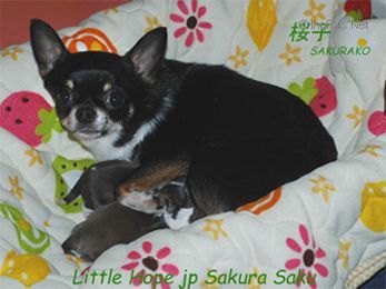 little hope jp Sakura saku