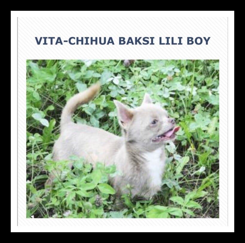 vita-chihua Baksi lilli boy