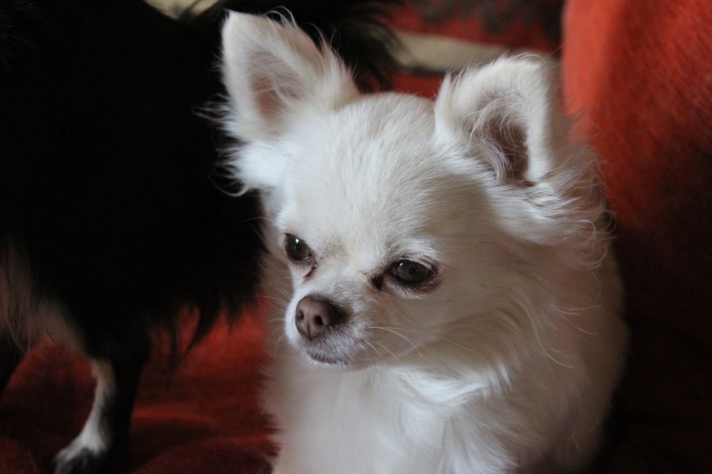 Auteur : lefebvre pierrette