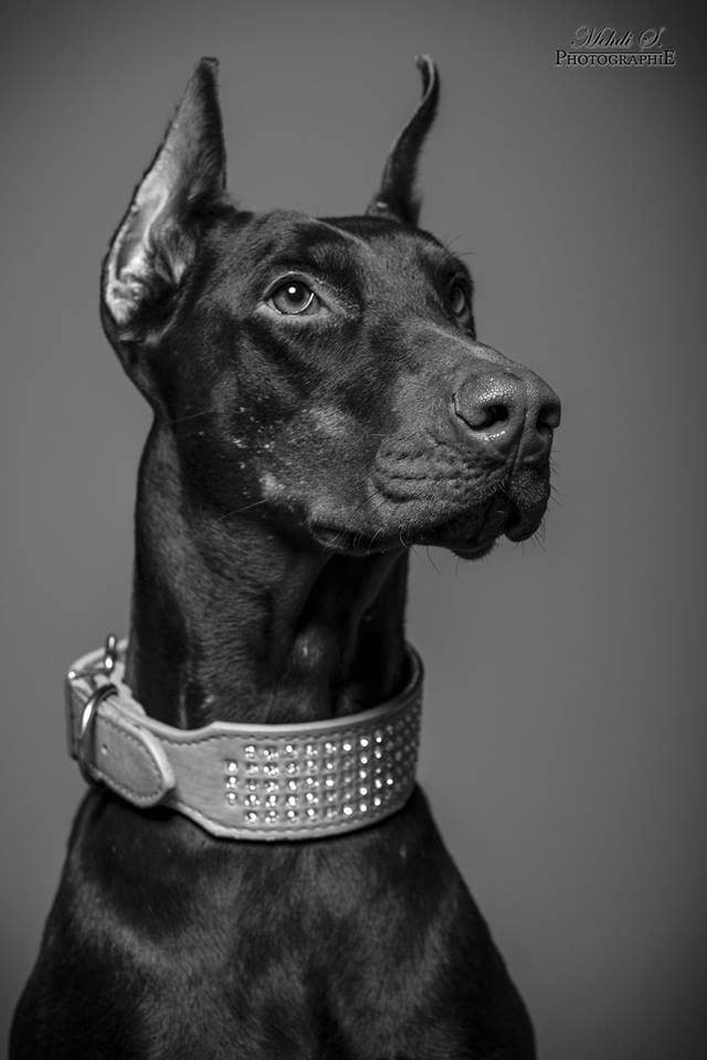 Publication : Of Moonlight Blue 