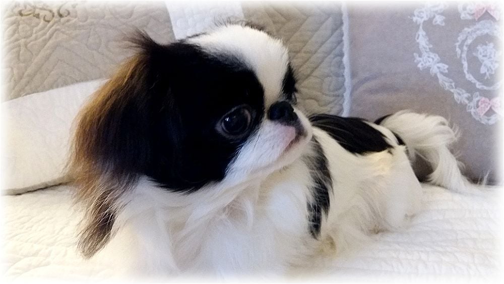 Publication : Du Castel Des Trésors Mondains Auteur : OLIVIER BINNINGER