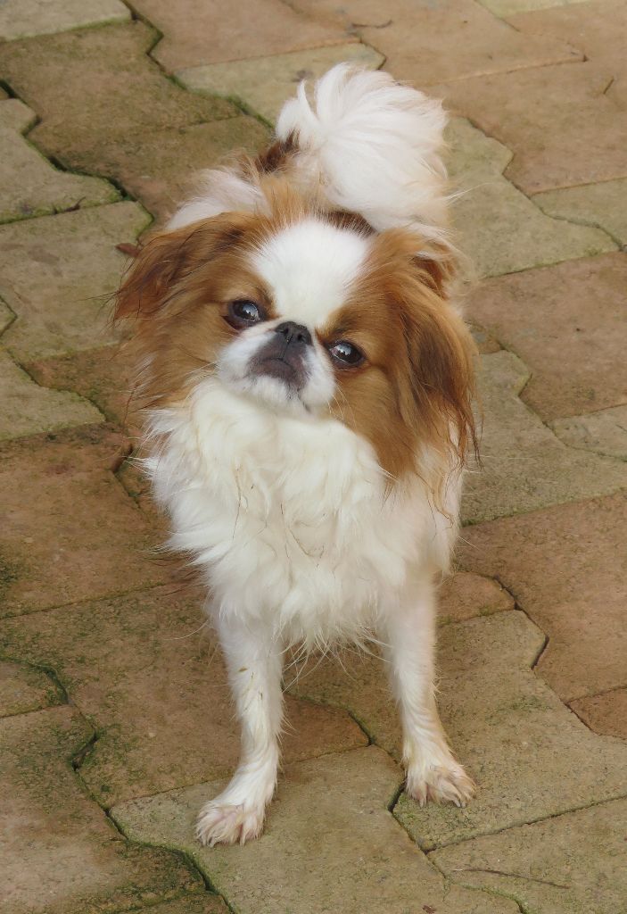 Publication : De La Colle Des Guis