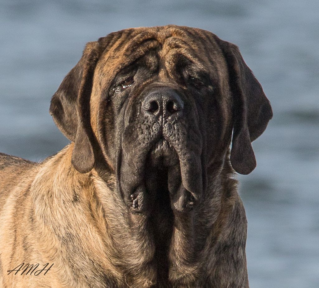 CH. Absolute Amazing Mont vidas of carnac (monty)