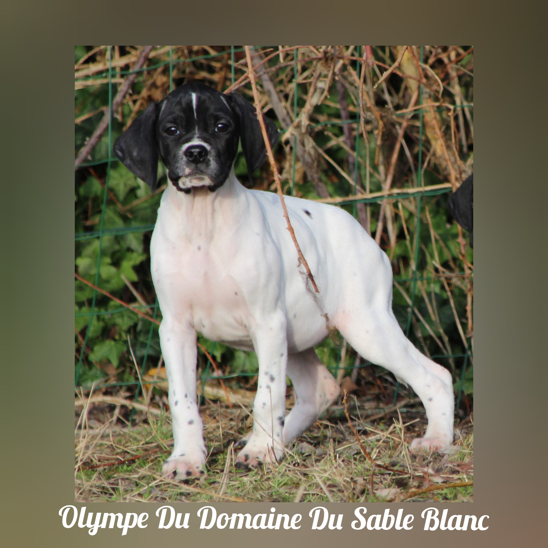 Publication : du Domaine du Sable Blanc Auteur : Le Domaine Du Sable Blanc