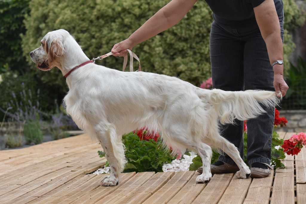 Publication : du fief de la Garenne Auteur : MULERO