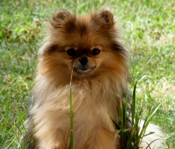 Publication : De Djerambar Auteur : michele cardinet