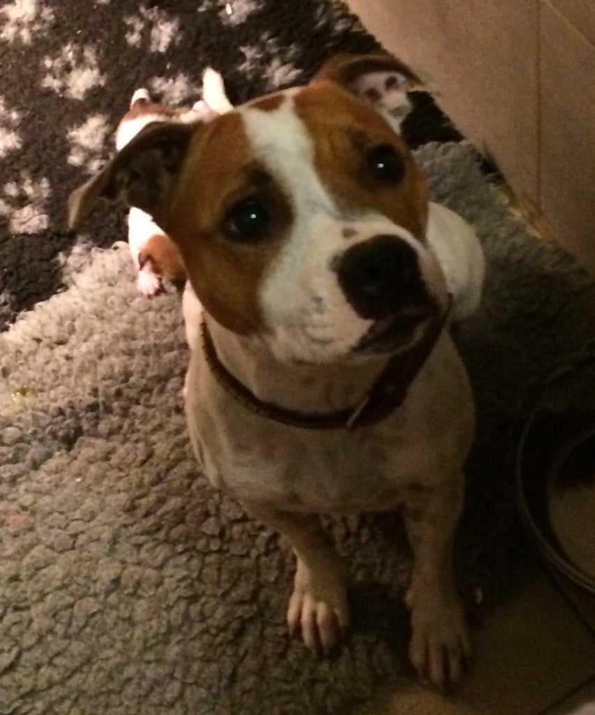 Publication : De Lilas Park 