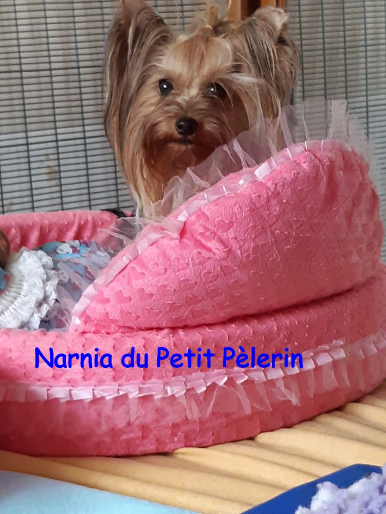 Narnia Du Petit Pelerin