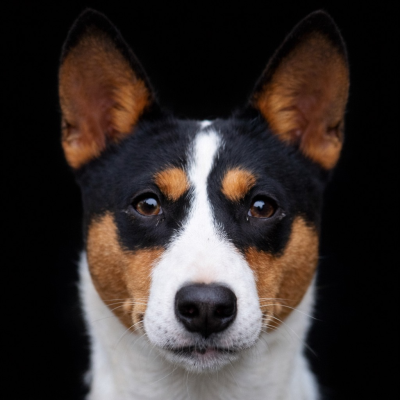 Étalon Basenji - Omana black lady angel silvestre