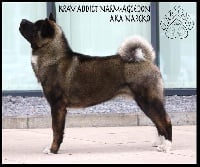 Étalon Akita americain - Krav Addict Narm-aggedon