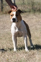 Étalon American Staffordshire Terrier - Nothing else matters De karysha