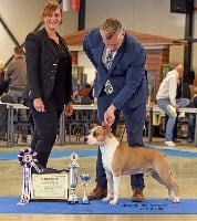 Étalon American Staffordshire Terrier - CH. Achiles ruffian joannidis